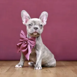 Young Lilac Brindle French Bulldog dog puppy with healthy long nose and ribbon in front of studio background Young Lilac Brindle French Bulldog dog puppy with healthy long nose and ribbon in front of studio background