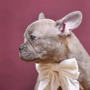Young lilac Brindle French Bulldog dog puppy with long healthy nose in front of studio background