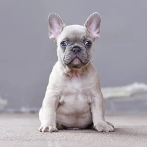 Young lilac fawn colored French Bulldog dog puppy with large funny not straight blue eyes in front of gray background Young lilac fawn colored French Bulldog dog puppy with large funny not straight blue eyes in front of gray background