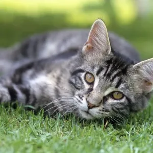 Young Main Coon kitten, male, 4, 5 months old Young Main Coon kitten, male, 4, 5 months old