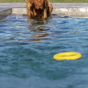 Young male Vizsla swimming after a ring