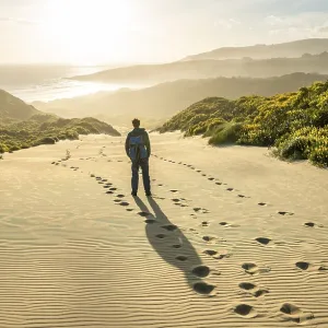 Young man in the dunes, Yellow lupins (Lupinus luteus) on sand dunes