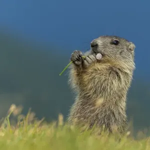 Young marmot (Marmota marmota) in the Alps