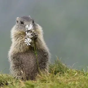 Young marmot (Marmota marmota) eating flower in the Alps Young marmot (Marmota marmota) eating flower in the Alps