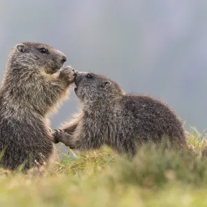 Young marmots (Marmota marmota) in the Alps