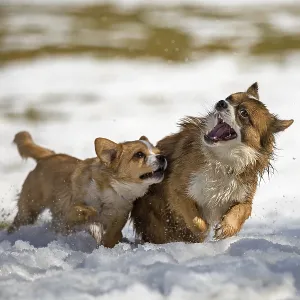 Two young mixed-breed dogs playing in the snow Two young mixed-breed dogs playing in the snow