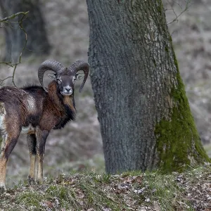 Young mouflon ram (Ovis gmelini) in April with visible digestive problem Young mouflon ram (Ovis gmelini) in April with visible digestive problem