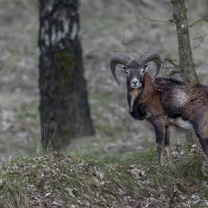 Young mouflon ram (Ovis gmelini) in April with visible metabolic problem Young mouflon ram (Ovis gmelini) in April with visible metabolic problem