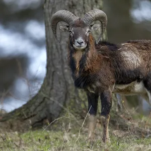 A young mouflon ram (Ovis gmelini) curiously observes the photographer A young mouflon ram (Ovis gmelini) curiously observes the photographer