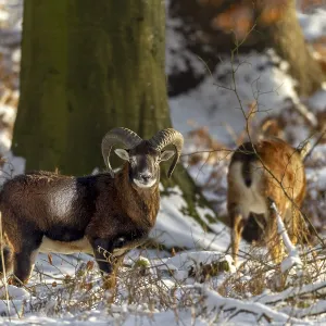 A young mouflon ram (Ovis gmelini) and a female in the evening light in a snow-covered oak forest A young mouflon ram (Ovis gmelini) and a female in the evening light in a snow-covered oak forest