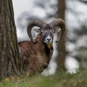 A young mouflon ram (Ovis gmelini) looks motionless from behind the trunk of a pine tree