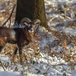 A young mouflon ram (Ovis gmelini) stands in the evening light in a snow-covered oak forest A young mouflon ram (Ovis gmelini) stands in the evening light in a snow-covered oak forest