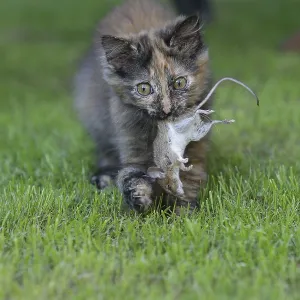 A young multicoloured cat plays in the garden and proudly carries a caught mouse in its mouth A young multicoloured cat plays in the garden and proudly carries a caught mouse in its mouth