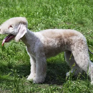 Young pedigree bedlington terrier on green grass
