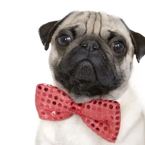 Young pug with a red bow tie, portrait Young pug with a red bow tie, portrait