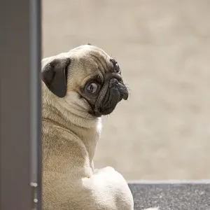 A young pug is sitting in a doorway A young pug is sitting in a doorway
