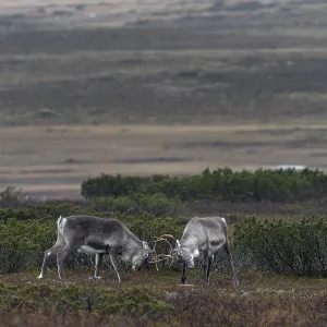 Two young reindeer bulls (Rangifer tarandus) measure their strength in a playful fight