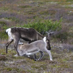 Young reindeer, the drink Young reindeer, the drink
