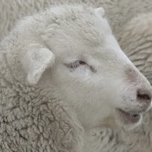 Young sheep with fluffy wool lying relaxed next to another
