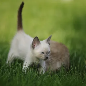 Young Siamese cat (Siamese Seal Point cat) little kitten in the green grass