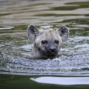 Young Spotted Hyena (Crocuta crocuta) Young Spotted Hyena (Crocuta crocuta)