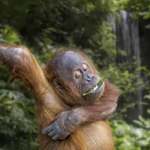 Young Sumatran orangutan (Pongo abelii) eating leaf while scratching itchy armpit Young Sumatran orangutan (Pongo abelii) eating leaf while scratching itchy armpit