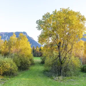 Young trees with autumn leaves in the valley surrounded by the mountains of the Chiemgau Alps