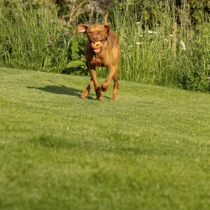Young Vizsla male, 15 months, in the garden
