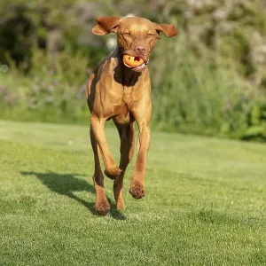 Young Vizsla male, 15 months, in the garden