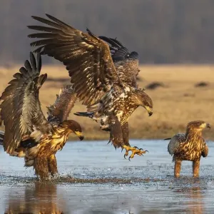 Young white-tailed eagle (Haliaeetus albicilla) landing on a frozen lake in winter Young white-tailed eagle (Haliaeetus albicilla) landing on a frozen lake in winter