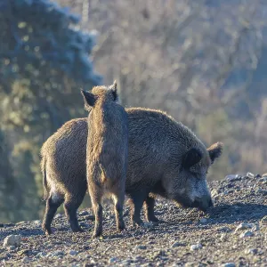 A young wild boar (Sus scrofa)