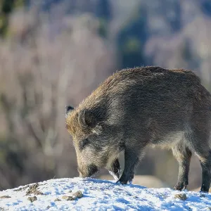 A young wild boar (Sus scrofa) searches for food on a snow-covered hill
