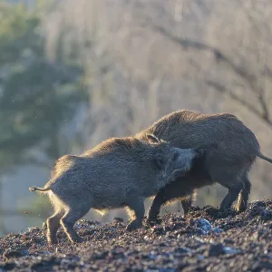 Two young wild boars (Sus scrofa) wrestle with each other in the backlight of the sun in a clearing