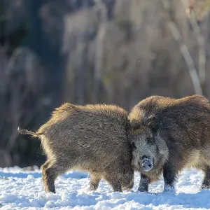 Two young wild boars (Sus scrofa) wrestle with each other in the backlight of the sun in a clearing