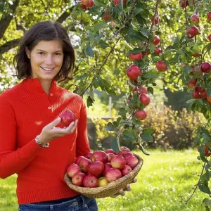 Young woman harvesting apples, 24 years