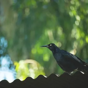 Vogel namens Zanate auf Dach mit verschwommenem Hintergrund aus dem Regenwald.