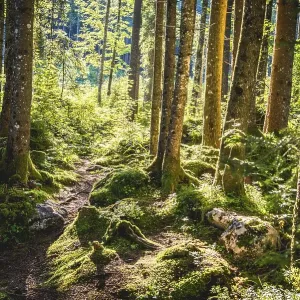 Zauberwald, Ramsau, Berchtesgaden National Park