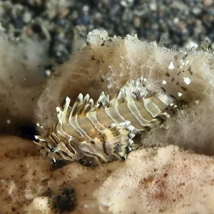 Zebra Dwarf Lionfish Print - Bali, Indonesia Zebra Dwarf Lionfish Print - Bali, Indonesia