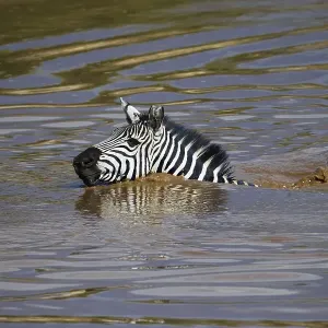 Zebra (Equus quagga) swimming across the Talek River Zebra (Equus quagga) swimming across the Talek River