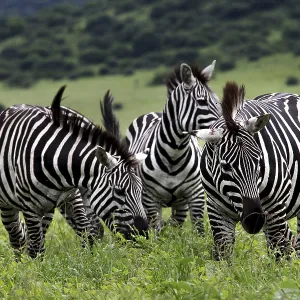 Zebra herd stands together in the lush green landscape of the park