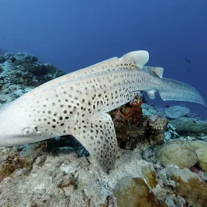 Zebra shark (Stegosoma fasciatum) resting on a small coral block Zebra shark (Stegosoma fasciatum) resting on a small coral block