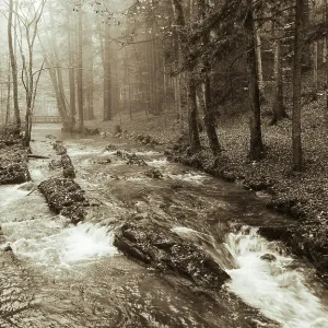 Zellerache flows through autumn forest in morning mist Zellerache flows through autumn forest in morning mist