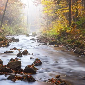Zellerache flows through autumn forest in morning mist