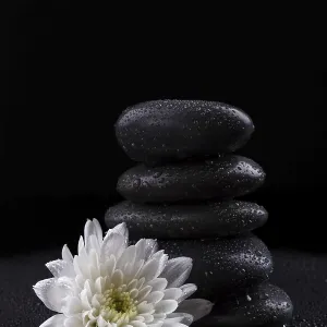 Zen basalt stones and white chrysanthemum on black background