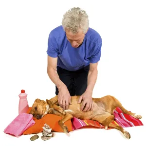 Zen moment and Spa treatment by the dog owner Zen moment and Spa treatment by the dog owner