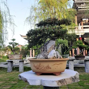 Zhu family bonsai garden, yunnan, china
