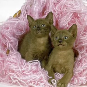Zibeline Burmese Domestic Cat, Kitten in Wool