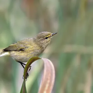 Zilpzalp (Phylloscopus collybita) sitting on a leaf Zilpzalp (Phylloscopus collybita) sitting on a leaf