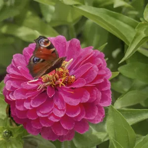 Zinnia (Zinnia), and butterfly Zinnia (Zinnia), and butterfly