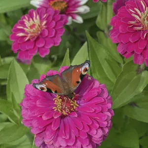 Zinnias (Zinnia), and butterfly Zinnias (Zinnia), and butterfly